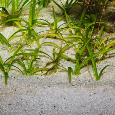 JBL Sansibar River Светлый мелкий донный грунт с чёрными камешками для пресноводных/морских аквариумов и террариумов, 10 kg — изображение 4