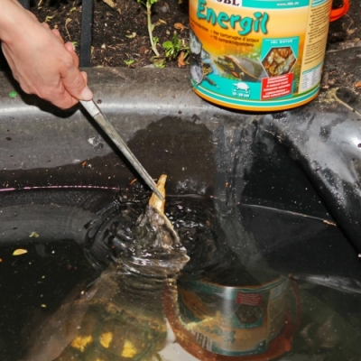 JBL Energil Main food for turtles and pond terrapins - Image 3