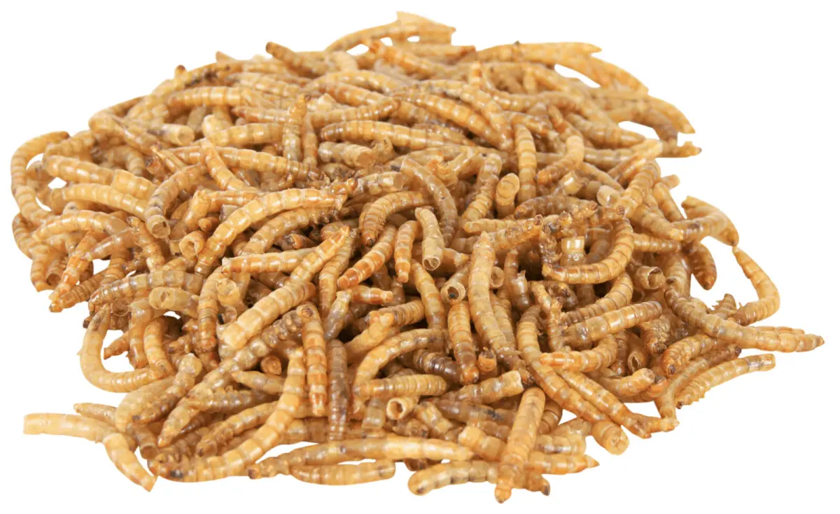 TRIXIE Mealworms - брашнени червеи 70гр. - Image 3