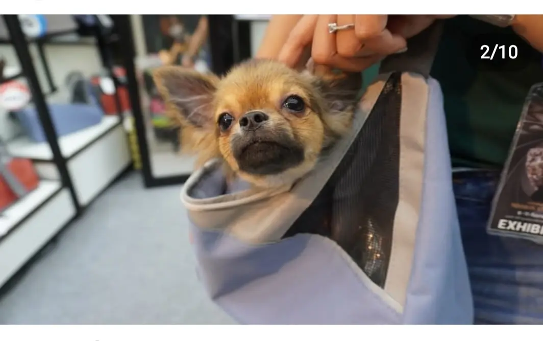 Zu&Lu KAIMAN - Tiny blue denim pet carrier - Image 7