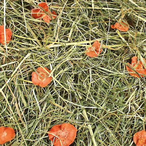 JR FARM Carrot Meadow 500g - Image 2