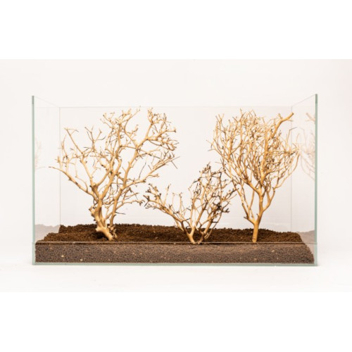 Aquadeco Coral-Tree